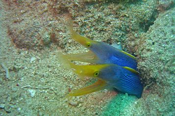 A pair of Ribbon eels