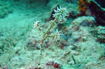  Harlequin ghost pipefish