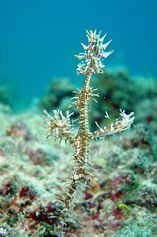  Harlequin ghost pipefish