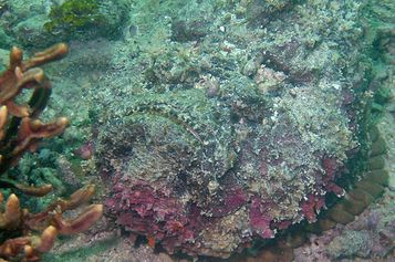 Reef stonefish