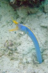 Ribbon eel