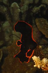 Dusky batfish (juvenile)