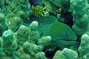 Giant moray