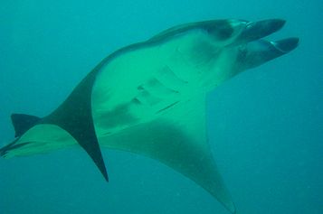 Giant manta