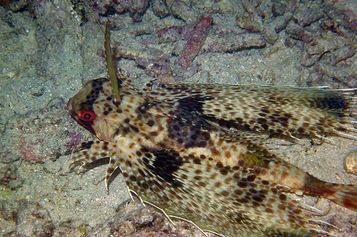 Oriental flying gurnard