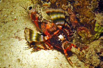 Twospot turkeyfish