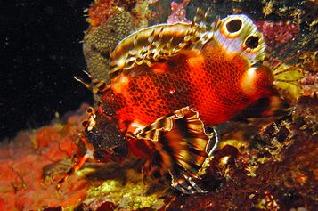 Twospot turkeyfish