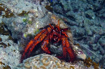 Hermit crab