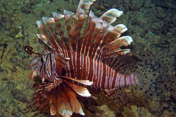 	 Red lionfish
