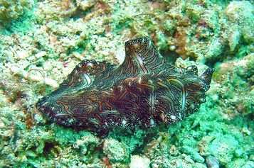Polyclad flatworm