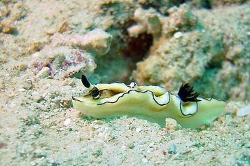  Glossodoris atromarginata
