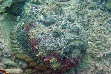 Reef stonefish