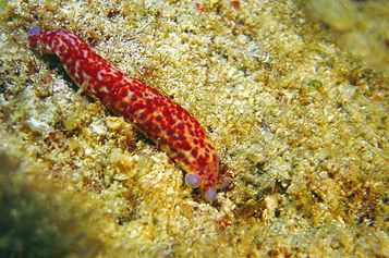 Flatworm