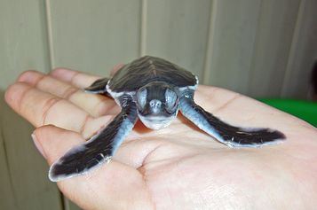 Baby Green sea turtle 4 days old