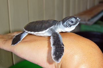 Baby Green sea turtle 7 days old