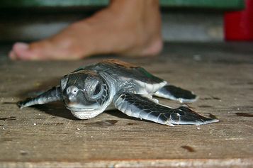 Baby Green sea turtle 4 days old