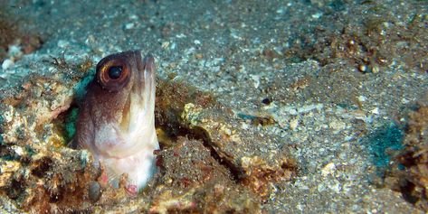 Yellow-barred jawfish