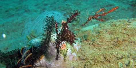 Ornate ghost pipefish