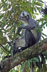 	 Thomas' leaf monkey
