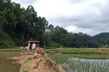 Sulawesi:  The rice fields at Lemo