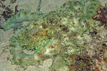  Reef octopus