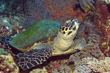 Hawksbill sea turtle