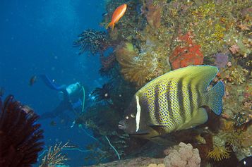 Sixbar angelfish