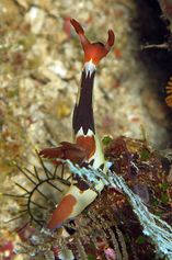 Nembrotha chamberlaini