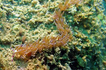 Pteraeolidia ianthina