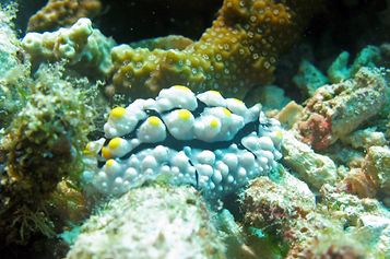 Phyllidia elegans