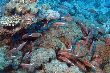 Crown squirrelfish