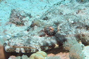 Tentacled flathead