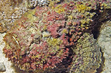 Yet another Stonefish