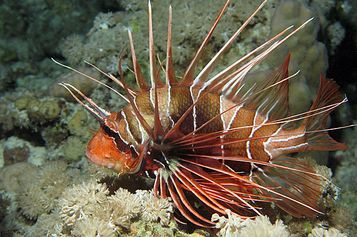 Radial firefish on night dive
