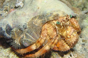 Anemone carrier crab