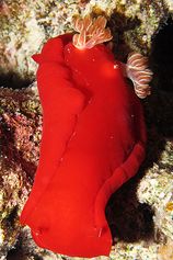 A Spanish dancer
