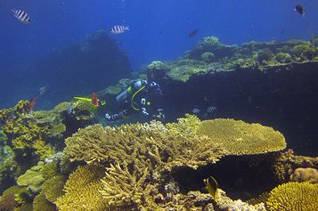 Immersed in staghorn