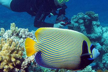 Emperor angelfish and diver