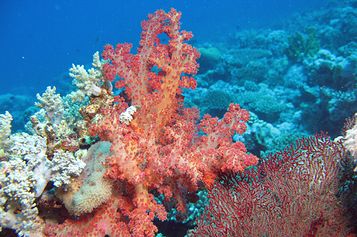 Soft coral setting