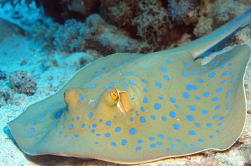 Bluespotted ribbontail ray