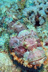 Tassled scorpionfish