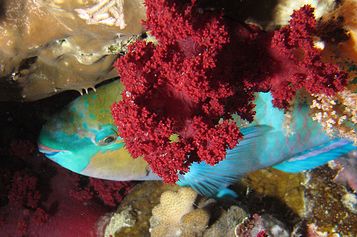 A sleeping Parrotfish