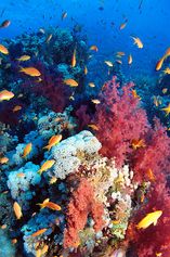 Dendros and Anthias