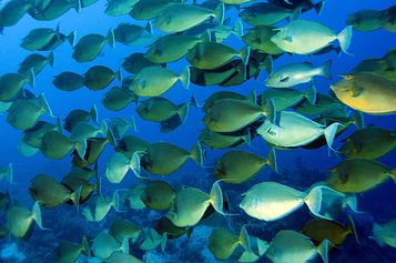 A school of Bluespine unicornfish