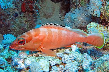 Blacktip grouper
