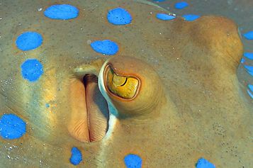 Bluespotted close-up