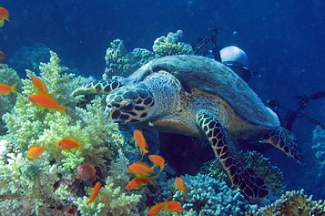Hawksbill sea turtle at the doctor's