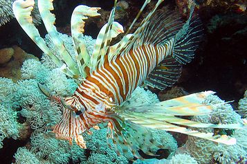 The Devil firefish