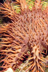 The uw Crown of thorns