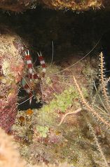 Banded coral shrimp